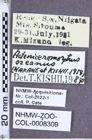 Etiketten zu Acteniceromorphus ozeanus (Nakane & Kishii, 1954) (NHMW-ZOO-COL-0008309)